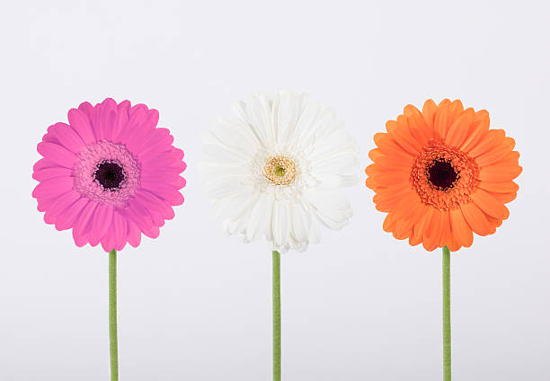 daisies 美しいガーバーの「studio 」 - flower sparse single flower gerbera daisy ストックフォトと画像