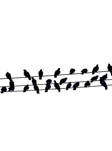 istock black shadow of bird on the wire3 533069913
