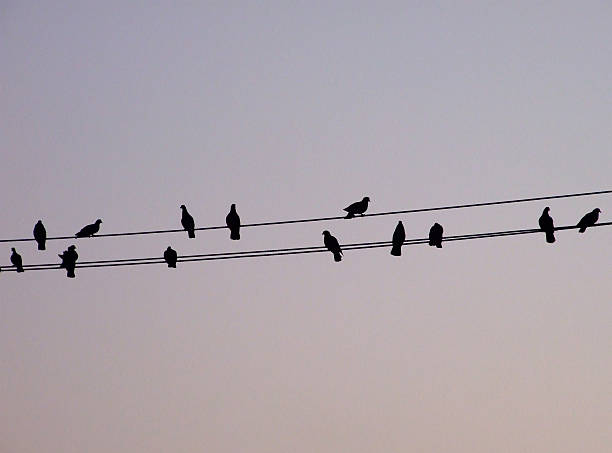 istock black shadow of bird on the wire5 533069919