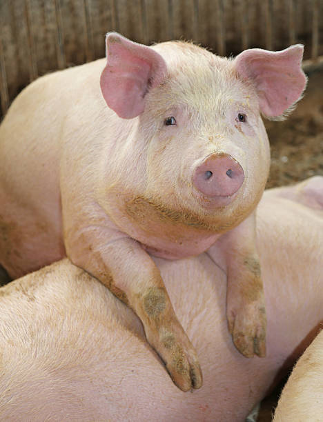 big and fat pigs in a sty on a farm