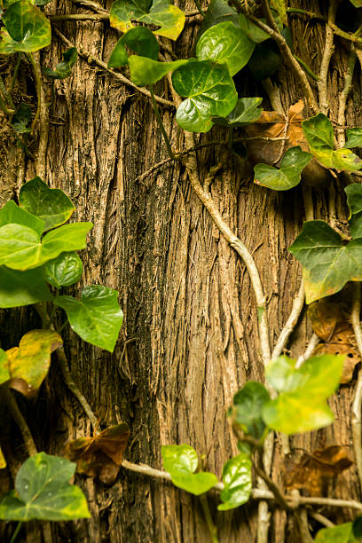 istock Detail of a tree surrounded by ivy leaves 533070575