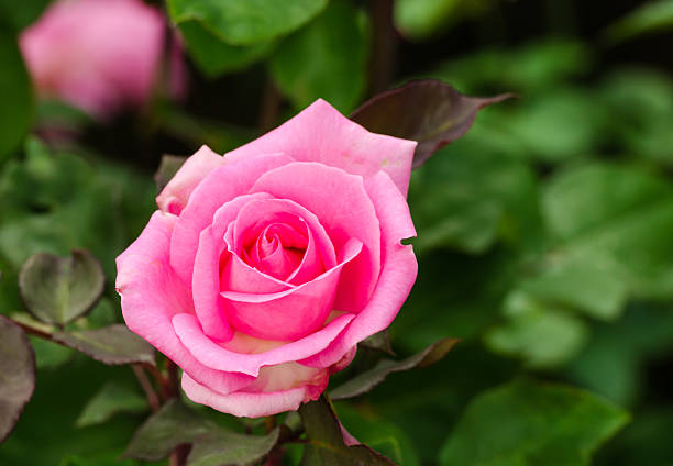 istock beautiful pink rose in a garden 533070883
