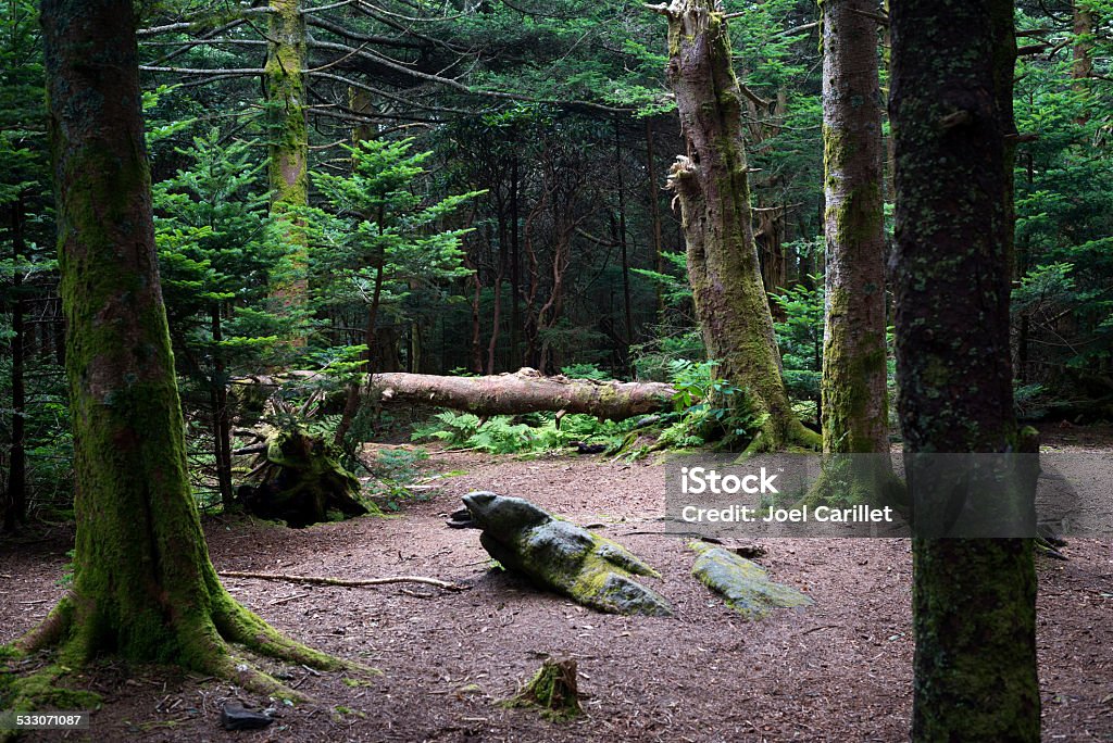 Forest at Roan High Knob in the Roan Highlands Forest scene at Roan High Knob in the Roan Highlands of Tennessee/North Carolina. The elevation is 6,286 feet (1,916 meters) 2015 Stock Photo