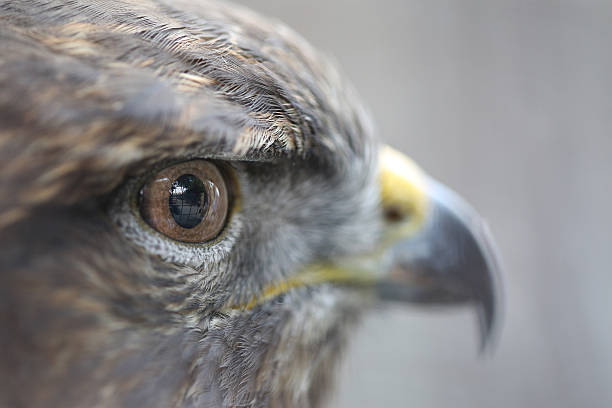istock Eyes Of The Golden Eagle 533071457