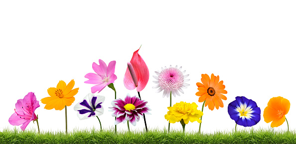 Colorful Wildflower Flowers Growing in the Grass Isolated on White Isolated on White Background. Vibrant Red, Blue, Pink, Purple, Yellow White, and Orange Colors. Dahlia, Marigold, Strawflower, Daisy, and other wildflowers