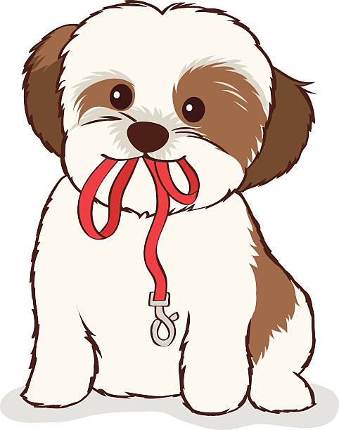 ilustrações, clipart, desenhos animados e ícones de shih tzu cachorrinho com coleira na boca - shih tzu cute animal canine