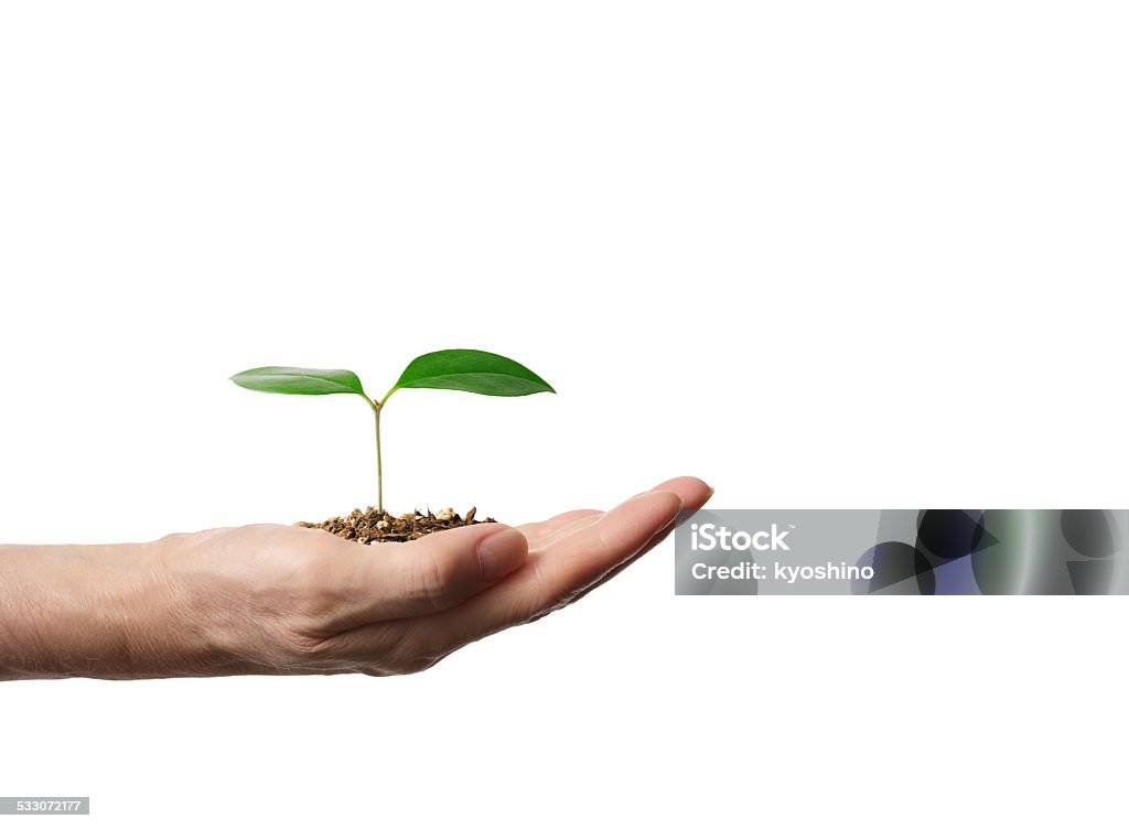 苗から現われる土壌で人間の手、コピースペース付き - 成長のロイヤリティフリーストックフォト