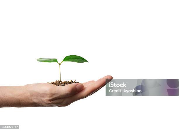 苗から現われる土壌で人間の手コピースペース付き - 成長のストックフォトや画像を多数ご用意 - 成長, 植える, 植物