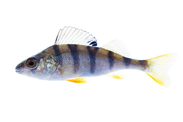 istock European perch on the white 533073387
