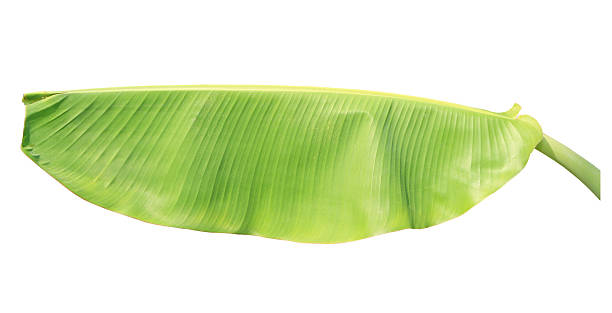 istock Banana leaf isolated on white background 533074317