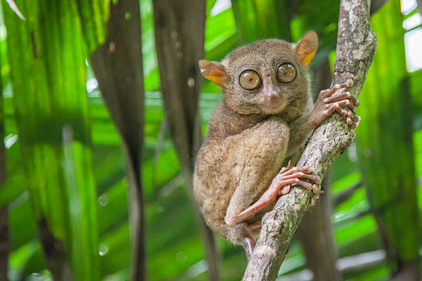 Tarsier des Philippines In the jungle of Bohol a Tarsier surprise bohol photos stock pictures, royalty-free photos & images