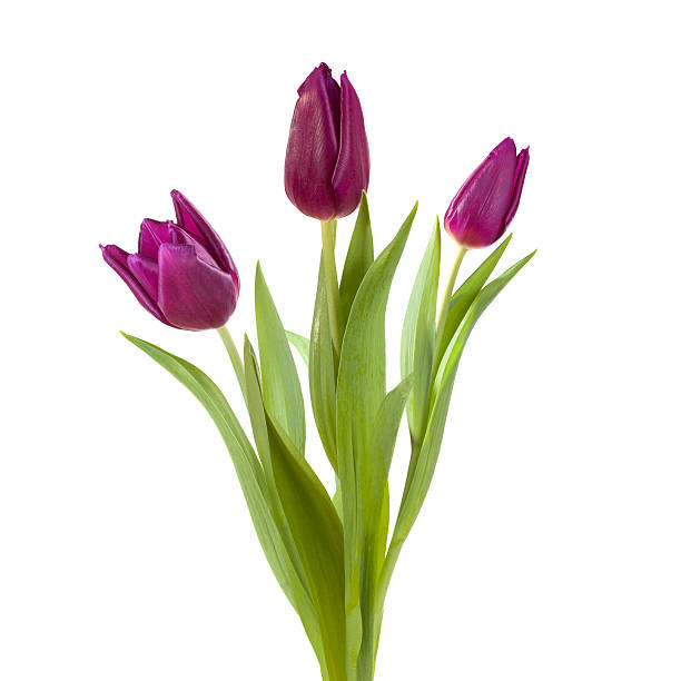 istock violet tulip purple 533074611