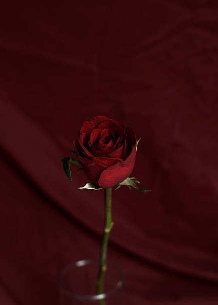 still life red rose flower background stock photo