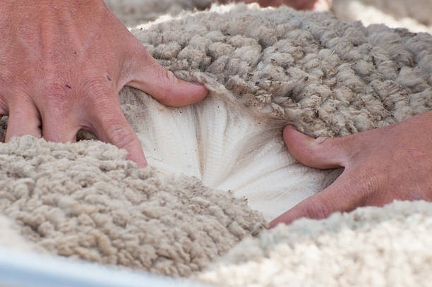 Wool Classing in Australia. stock photo