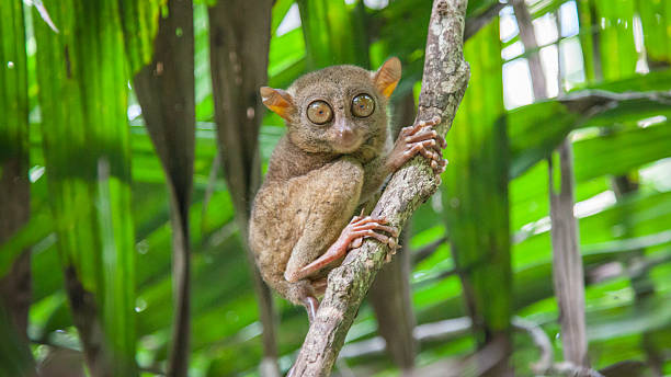 Tarsier Tarsius of Philippines In the jungle of Bohol a tarsier is really surprise bohol photos stock pictures, royalty-free photos & images