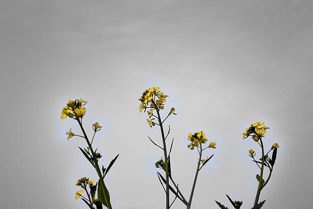 campo de mostaza - mustard plant mustard field clear sky sky fotografías e imágenes de stock