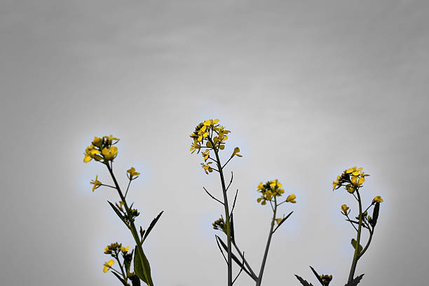 campo de mostarda - mustard plant mustard field clear sky sky - fotografias e filmes do acervo