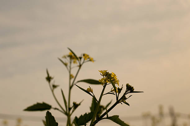 gorczyca - mustard plant mustard field clear sky sky zdjęcia i obrazy z banku zdjęć