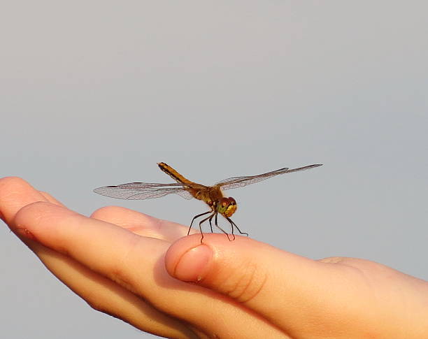 Insect of the steppes stock photo