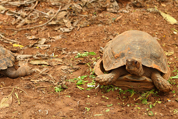 istock Crawling tortoise in the nature 533076679