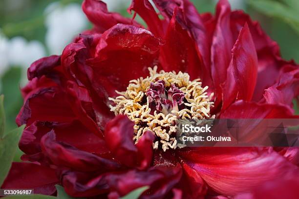 Peony In Country Garden Near Tokyo Taken By Hasselblad Stock Photo - Download Image Now