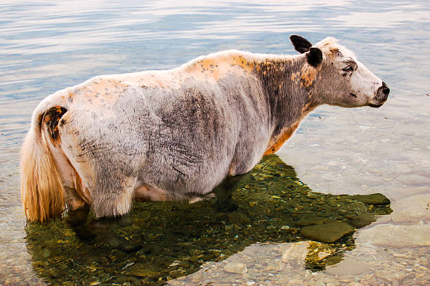 Lone cow standing in shallows of a lake in northern Mongolia