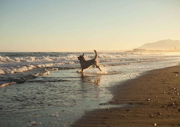 istock Dog Golden retriver plays waves beach sunset Spain 533097825