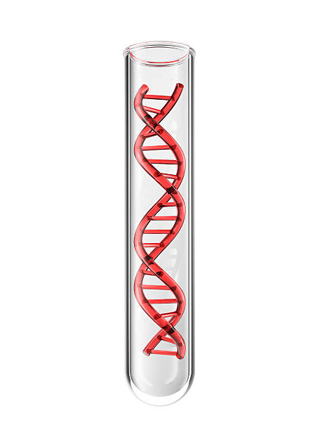 試験管、dna - dna helix helix model red ストックフォト��と画像