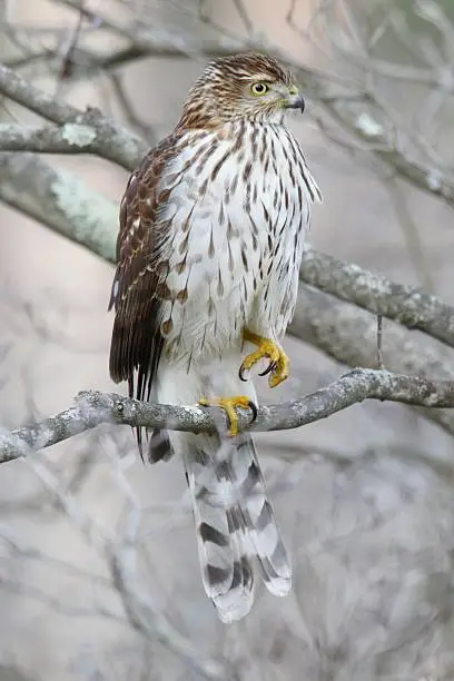 Photo of Juvenile Coopers Hawk