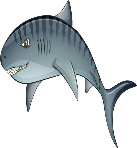Tiger shark Illustration of a close up tiger shark tiger shark stock illustrations