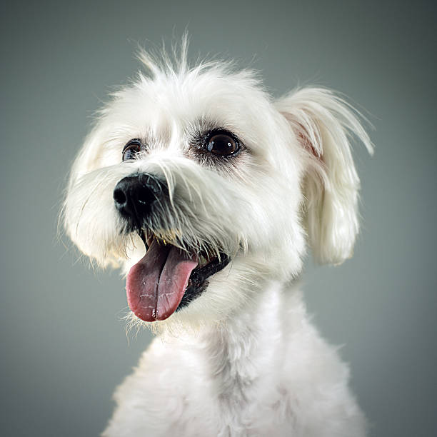 istock Mixed breed dog portrait 533099685