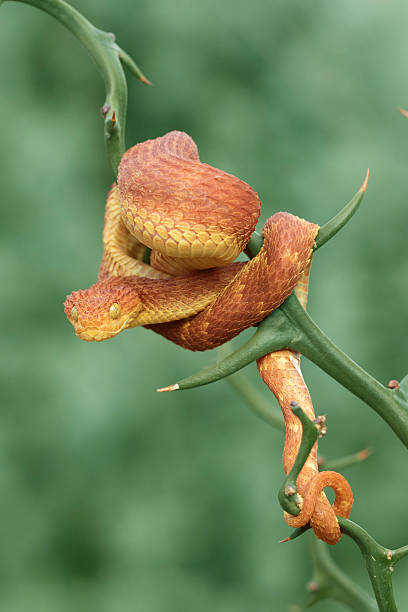 Green Bush Viper (Red Phase) on Thorn Plant Green Bush Viper (Atheris squamigera) -Red Phase on Thorn Plant african bush viper venomous snake stock pictures, royalty-free photos & images