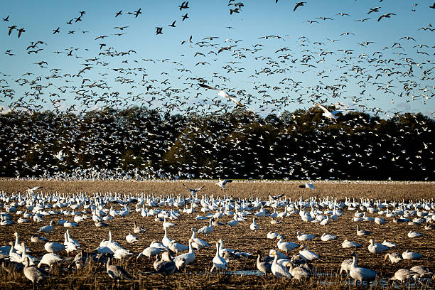 Snowgeese Flying en - foto de stock