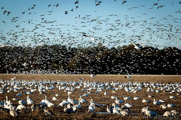 Hundreds of snowgeese descend on a field.