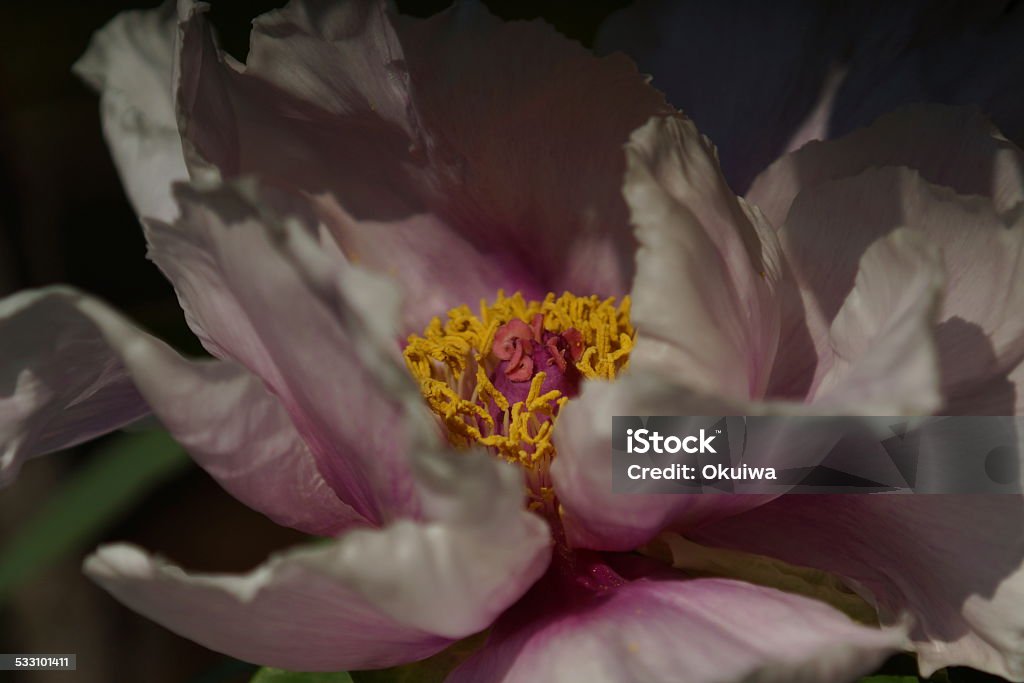 Peony in Country Garden near Tokyo taken by Hasselblad 2015 Stock Photo