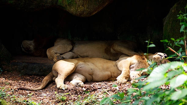istock The lion sleeps tonight 533101467
