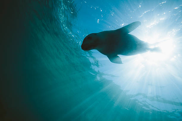 Sea Lion among the light Rays