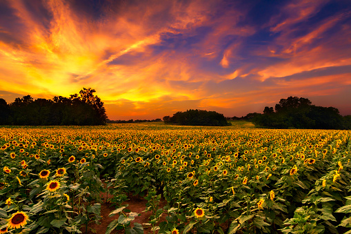 A sunflower field with vivid colors