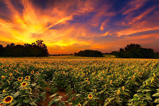 girassóis no pôr-do-sol - flower sunflower field landscaped - fotografias e filmes do acervo