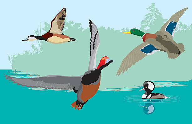 illustrations, cliparts, dessins animés et icônes de quatre ducks - fuligule a tete rouge