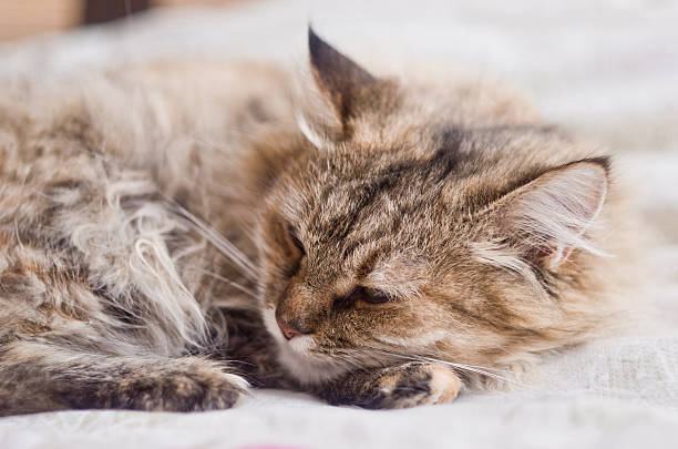 istock Cute little gray cat resting 533129783