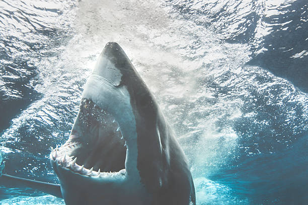 Great White Shark Attacking! Photograph underneath a great white shark attacking. The mouth is open showing jaws and teeth. High contrast image of ocean blues and steel greys. shark photos stock pictures, royalty-free photos & images