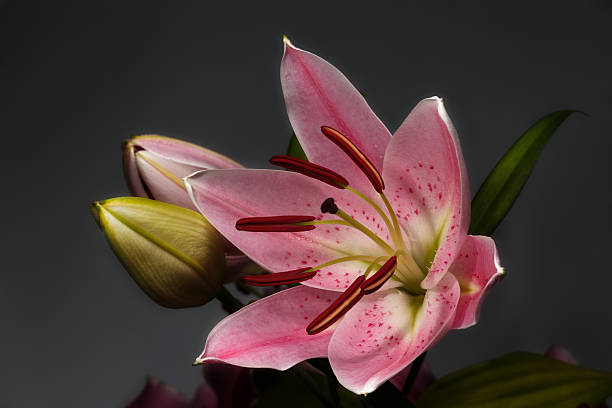 istock blossoming pink lily flowers 533130257