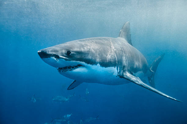 Great White Shark smile A great white shark swimming with a slight smile on its face just below the surface. The environment is the deep blue ocean. The shark looks to be in hunting mode. great white shark stock pictures, royalty-free photos & images