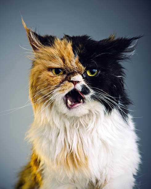 persische katze porträt - animal fur domestic cat persian cat stock-fotos und bilder