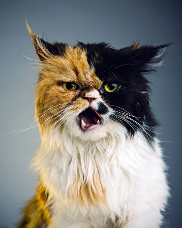Studio portrait of a try colored persian cat with suspicious expression.