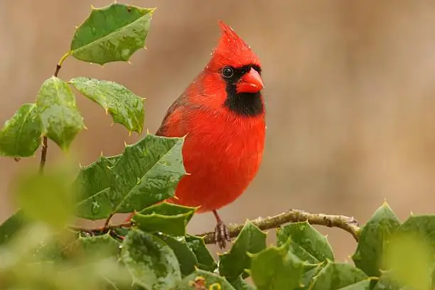 Photo of Cardinal In A Holly Bush