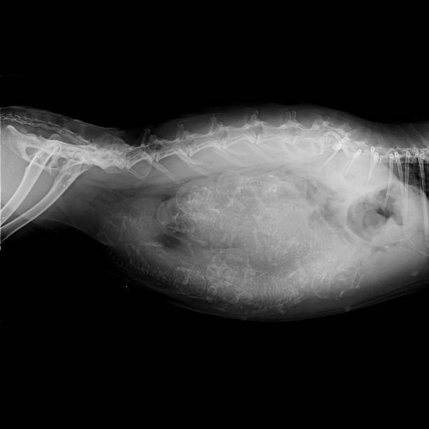 x-ray incinta coniglio 31 giorni - animal uterus foto e immagini stock