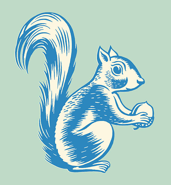 wiewiórka trzymając nakrętkę - wiewiórka stock illustrations