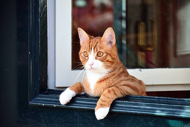 istock Cat leaning over the green door. 533132049